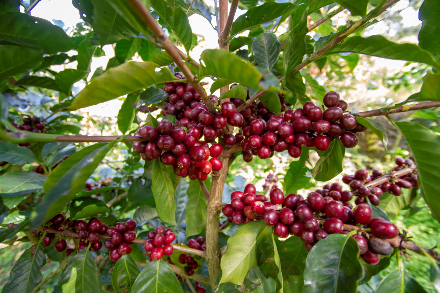 Nicaragua Agua Sarca Espresso