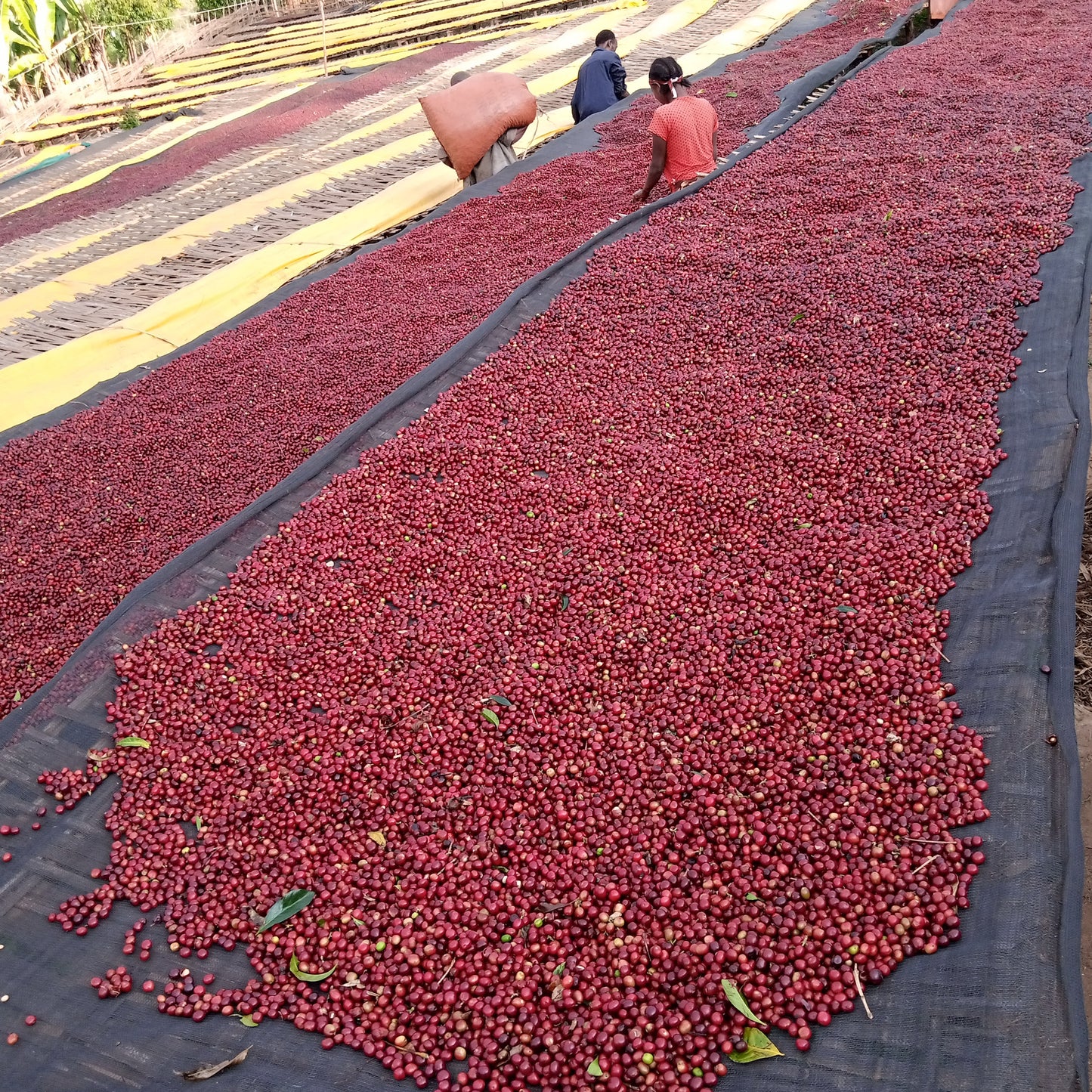 Ethiopia Halo Beriti Filter