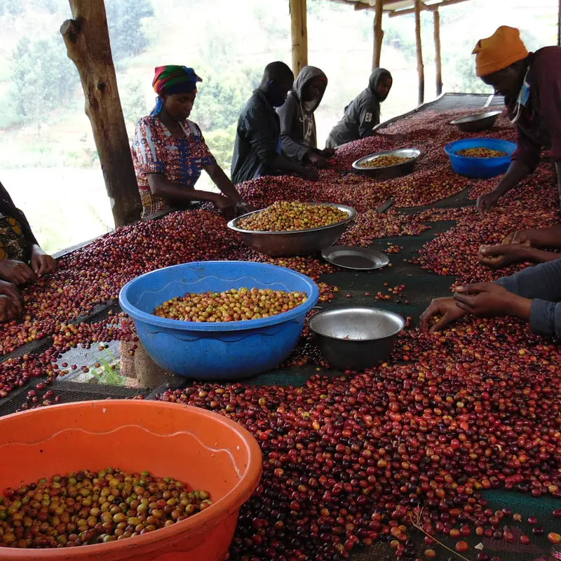 Rwanda Gasharu Filter