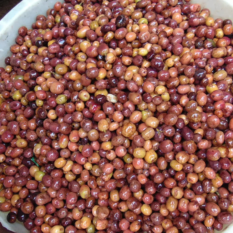 Rwanda Gasharu Filter