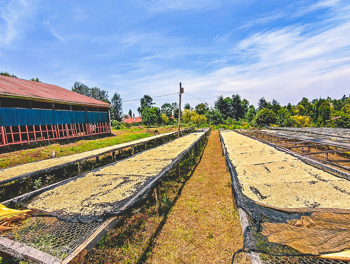 Kenya Kiamwangi AB Filter