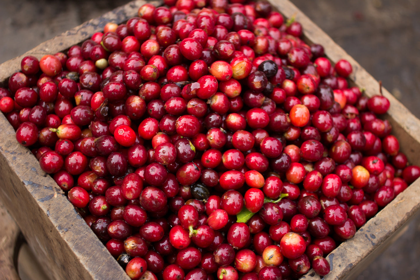 Nicaragua Finca Aurora Filter