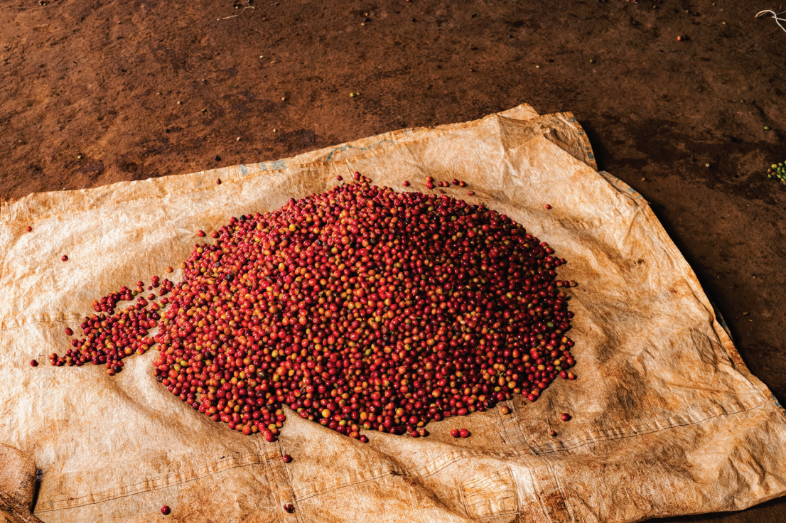 Kenya Kianamui Espresso