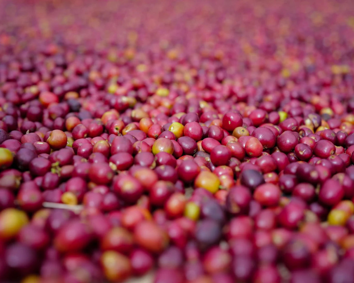 Ethiopia Kebede Wako Espresso