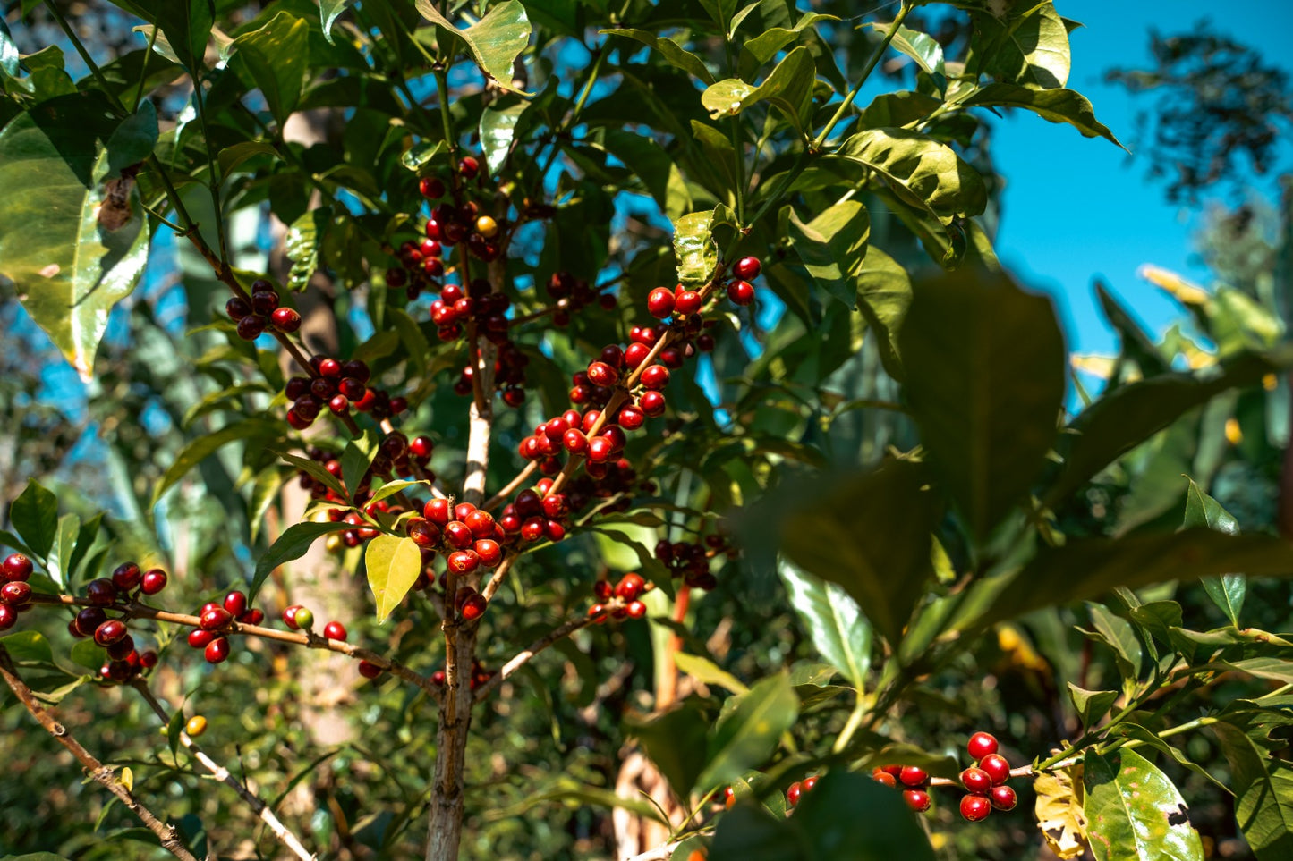 Ethiopia Yabitu Tume Espresso
