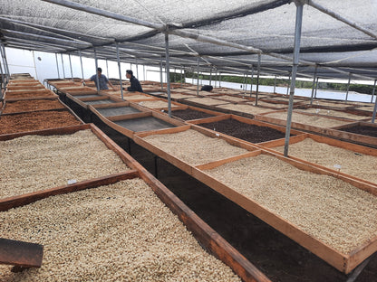 Ecuador Yunguilla Filter