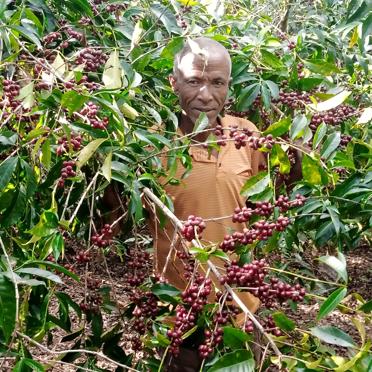 Ethiopia Halo Beriti Filter