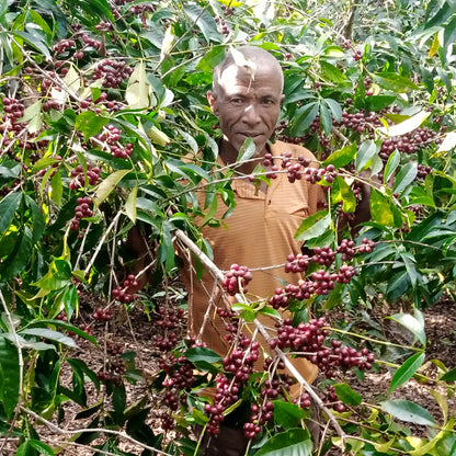 Ethiopia Halo Beriti Filter