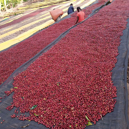 Ethiopia Halo Beriti Filter