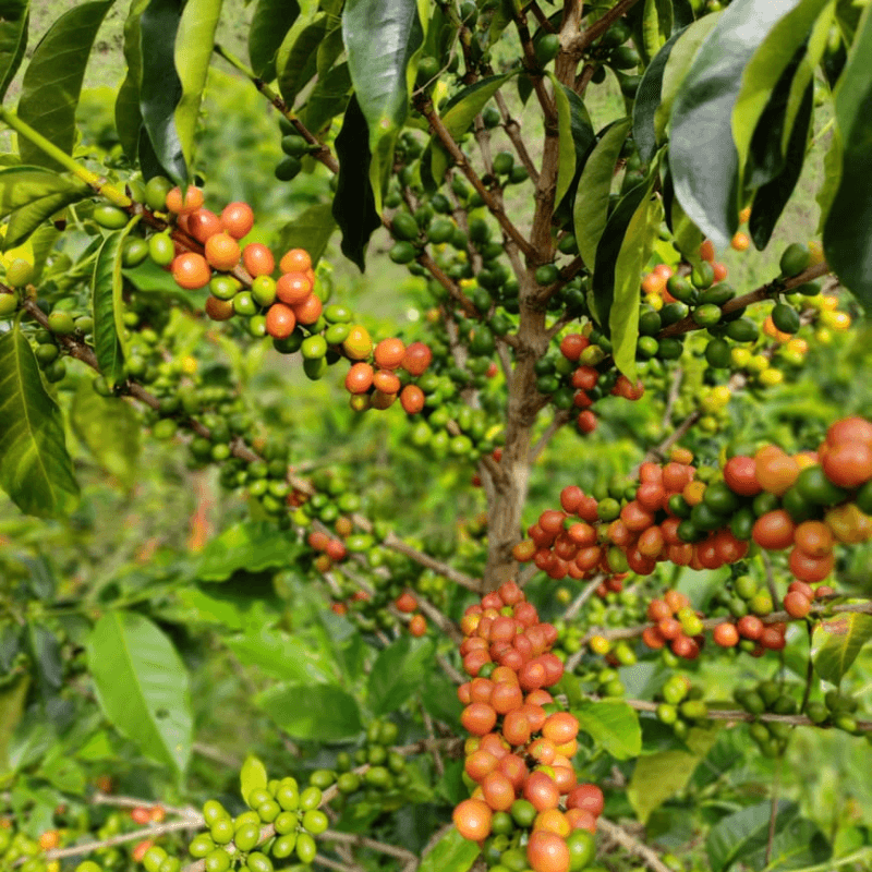 Colombia Las Flores Filter