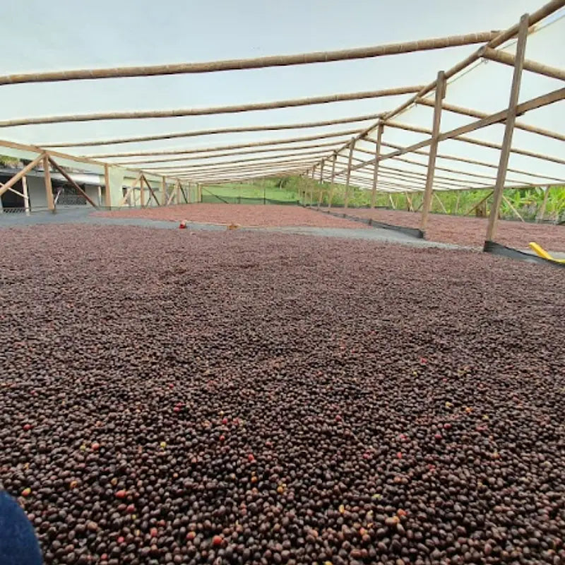 Colombia San Adolfo Espresso
