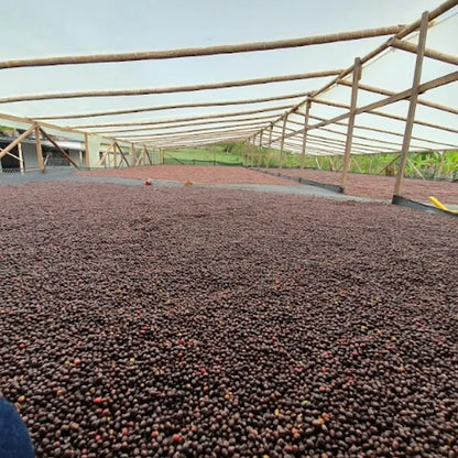 Colombia San Adolfo Espresso
