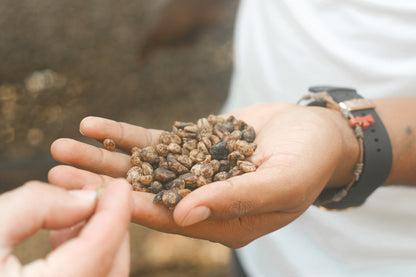 Colombia El Paraiso Espresso