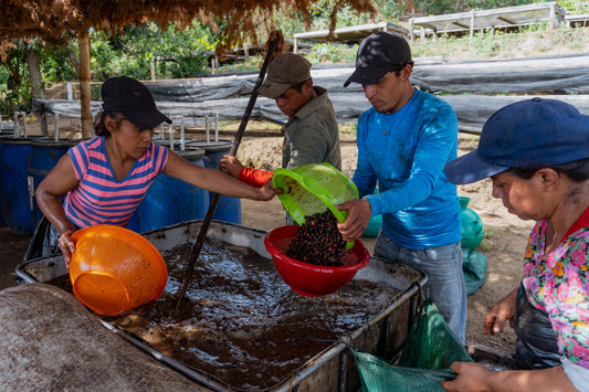 El Salvador Las Brisas Espresso