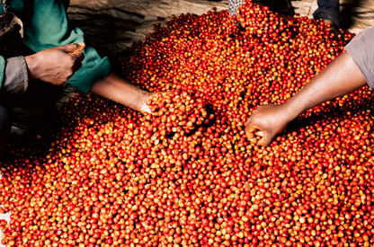 Kenya Kianamui Espresso