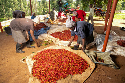 Kenya Kiamutuira Filter