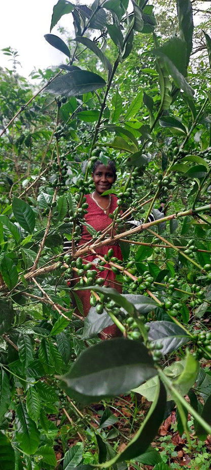 Ethiopia Tigist Abyot Espresso