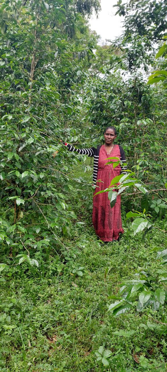 Ethiopia Tigist Abyot Espresso