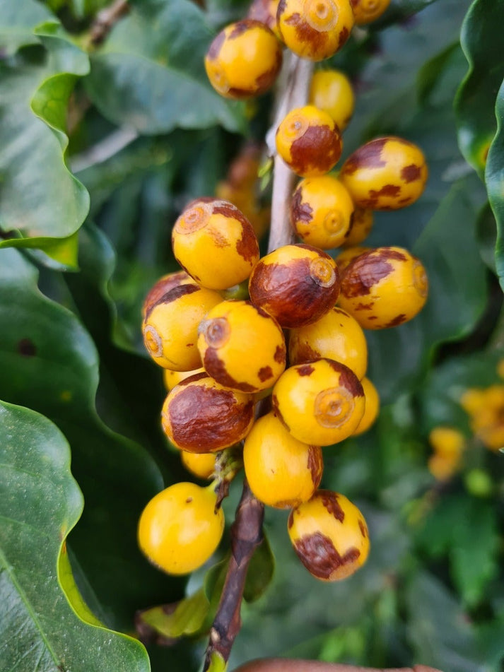 Rush Rush’s Espresso, Brazil (1kg)