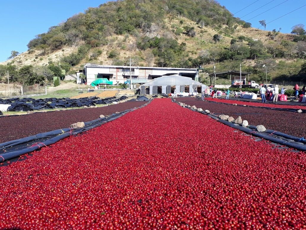 Nicaragua Finca Miriesch Espresso