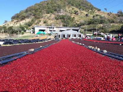 Nicaragua Finca Miriesch Espresso