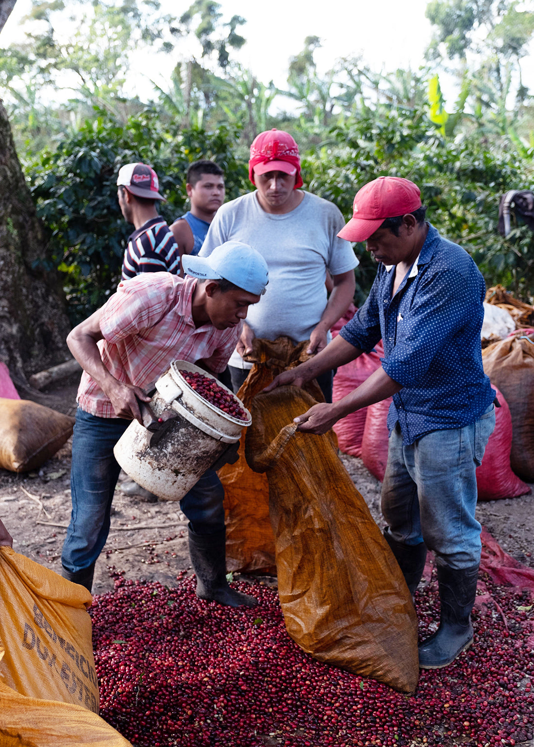 Nicaragua Finca Miriesch Espresso