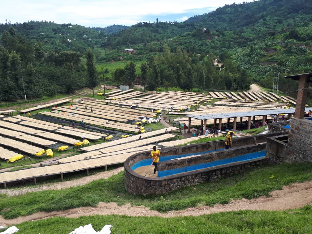 Rwanda Rugamba 368 Filter